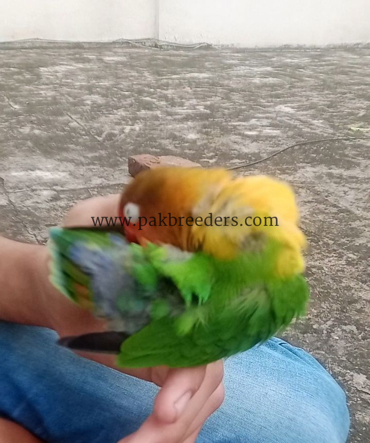 Love Bird 100% Hand Tame
