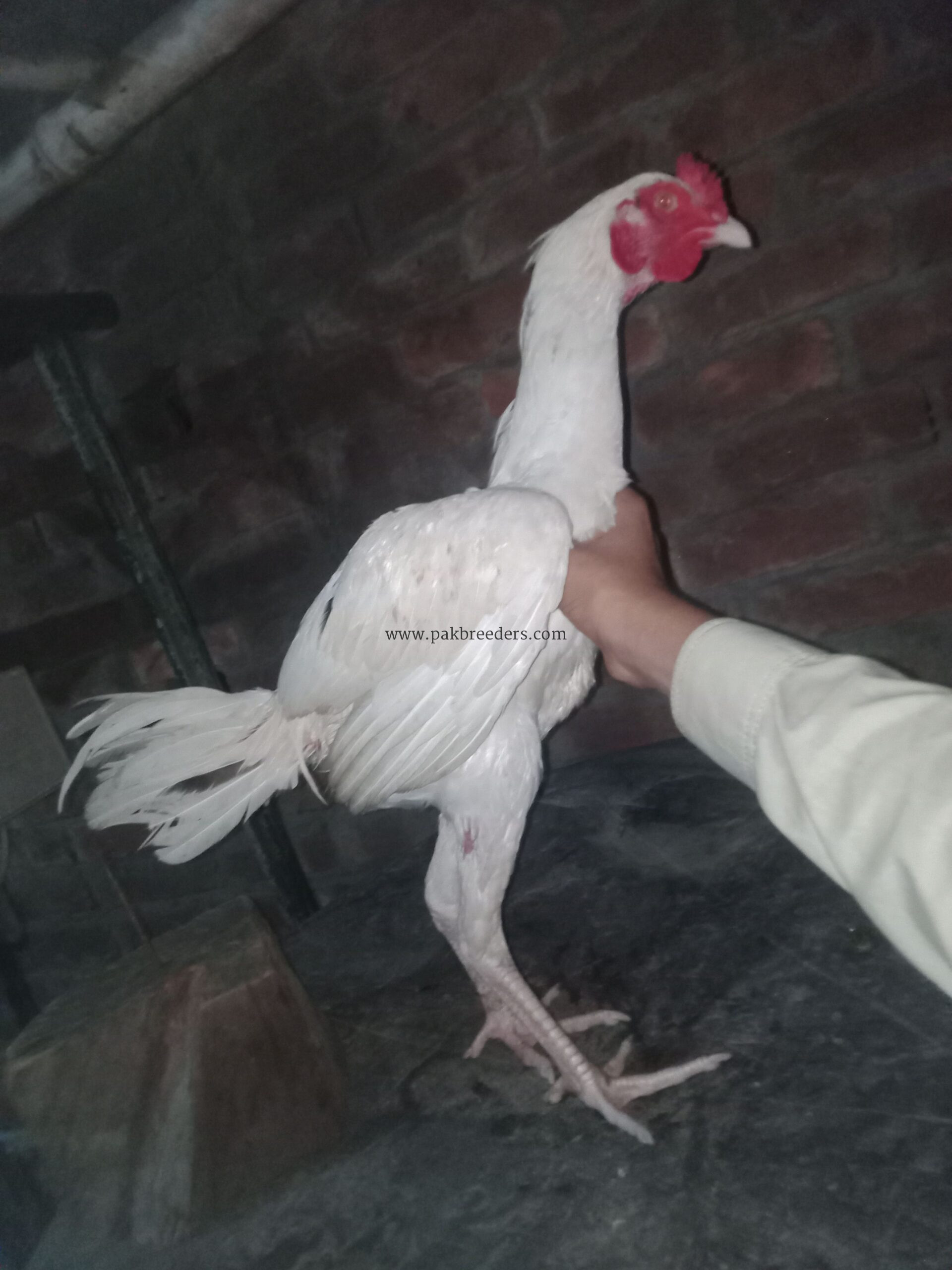 Aseel breed ,Hira .🐔