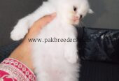 Persian cat tripple coated
