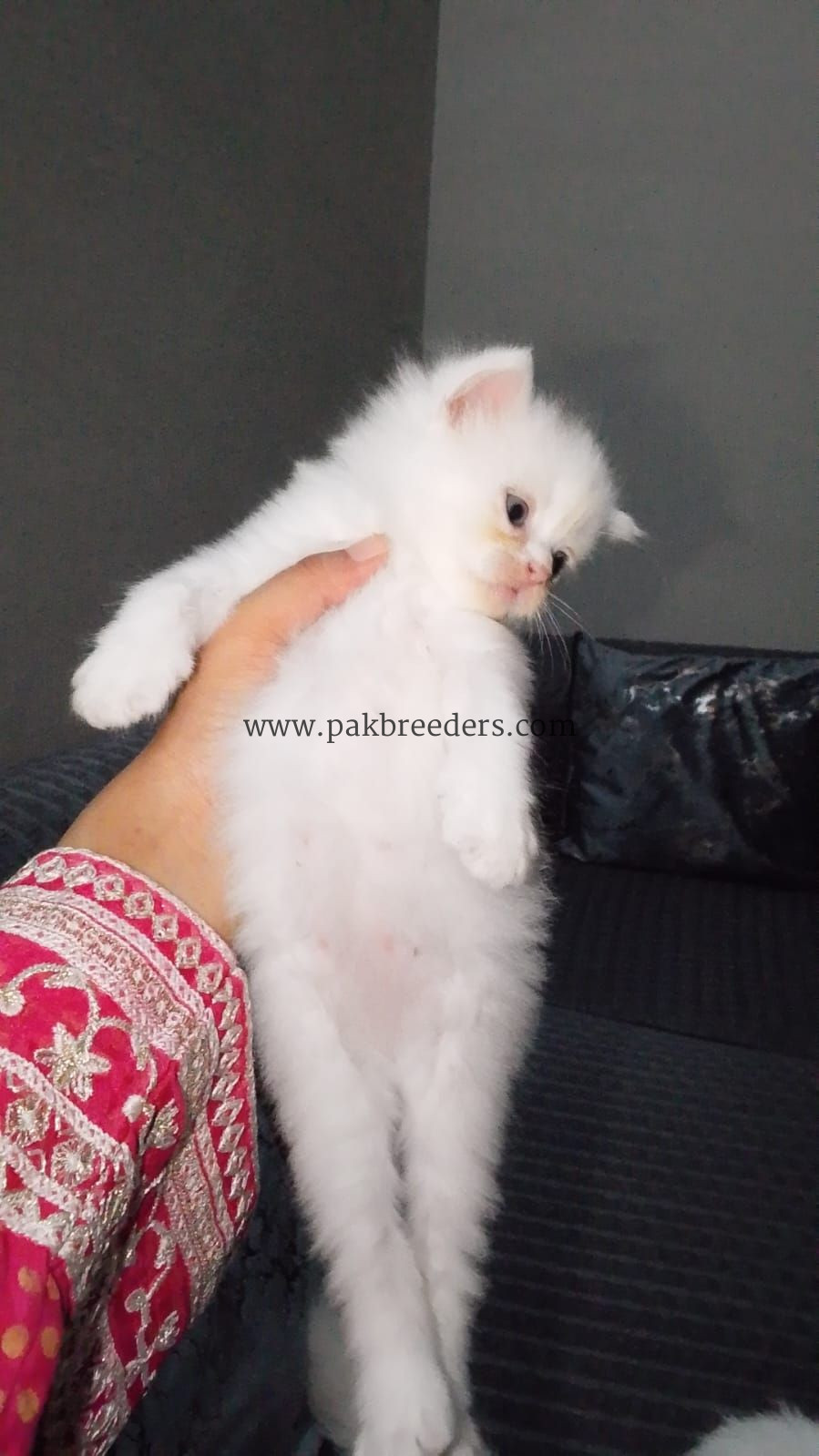 Persian cat tripple coated