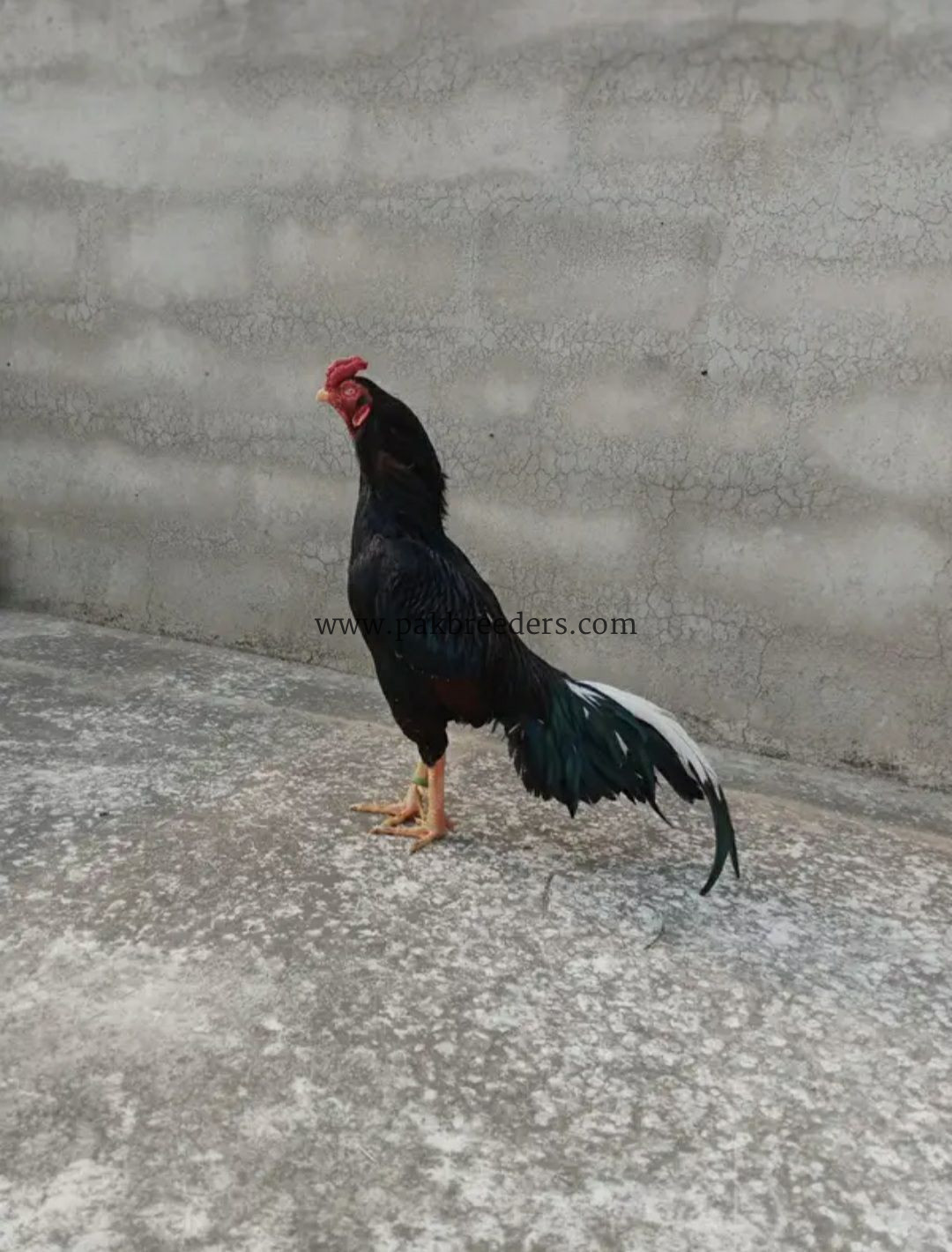 Taila Mushka Aseel Murgha