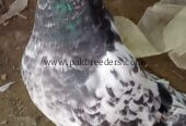 Ferozpuri pigeons pair for sale
