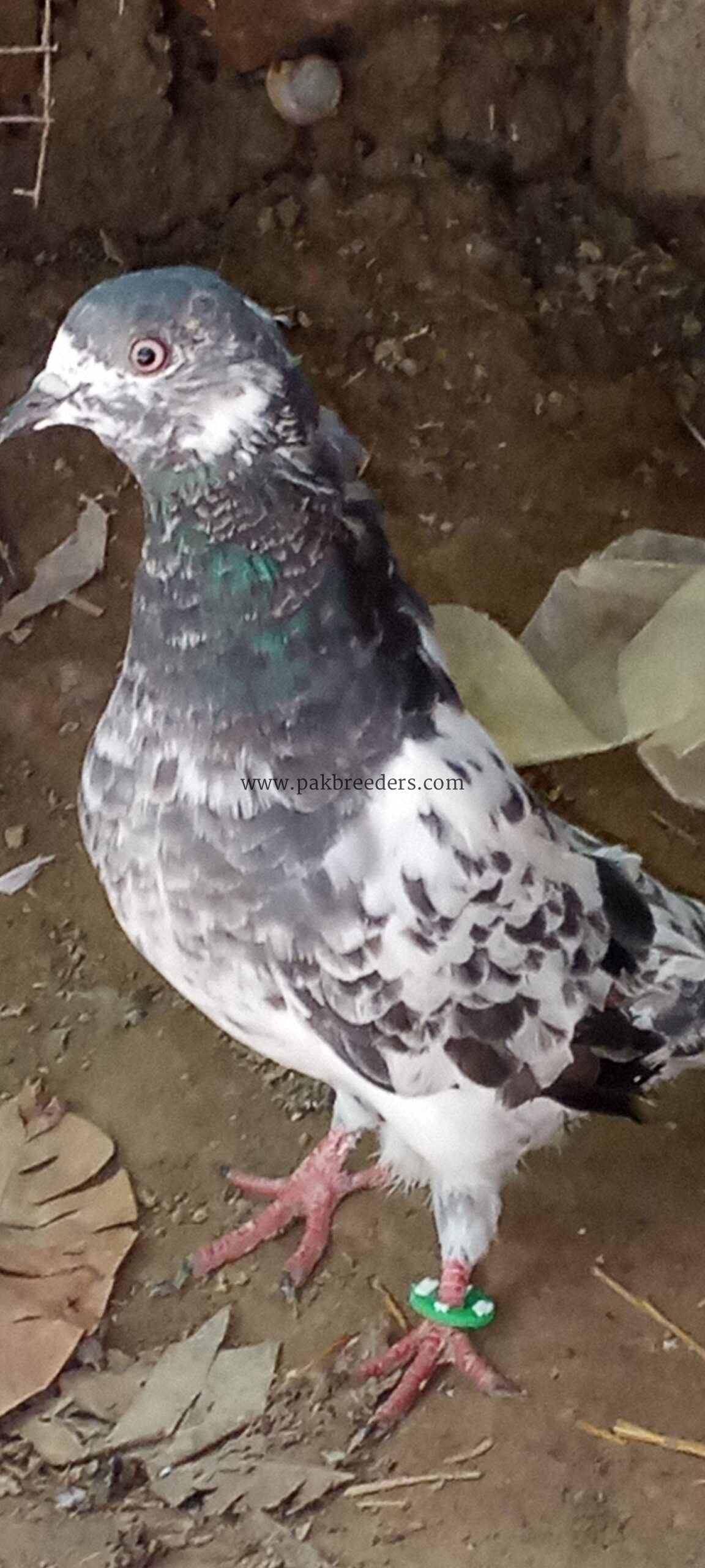Ferozpuri pigeons pair for sale