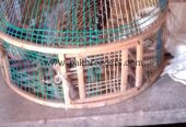 Sindi Black Teter for sale