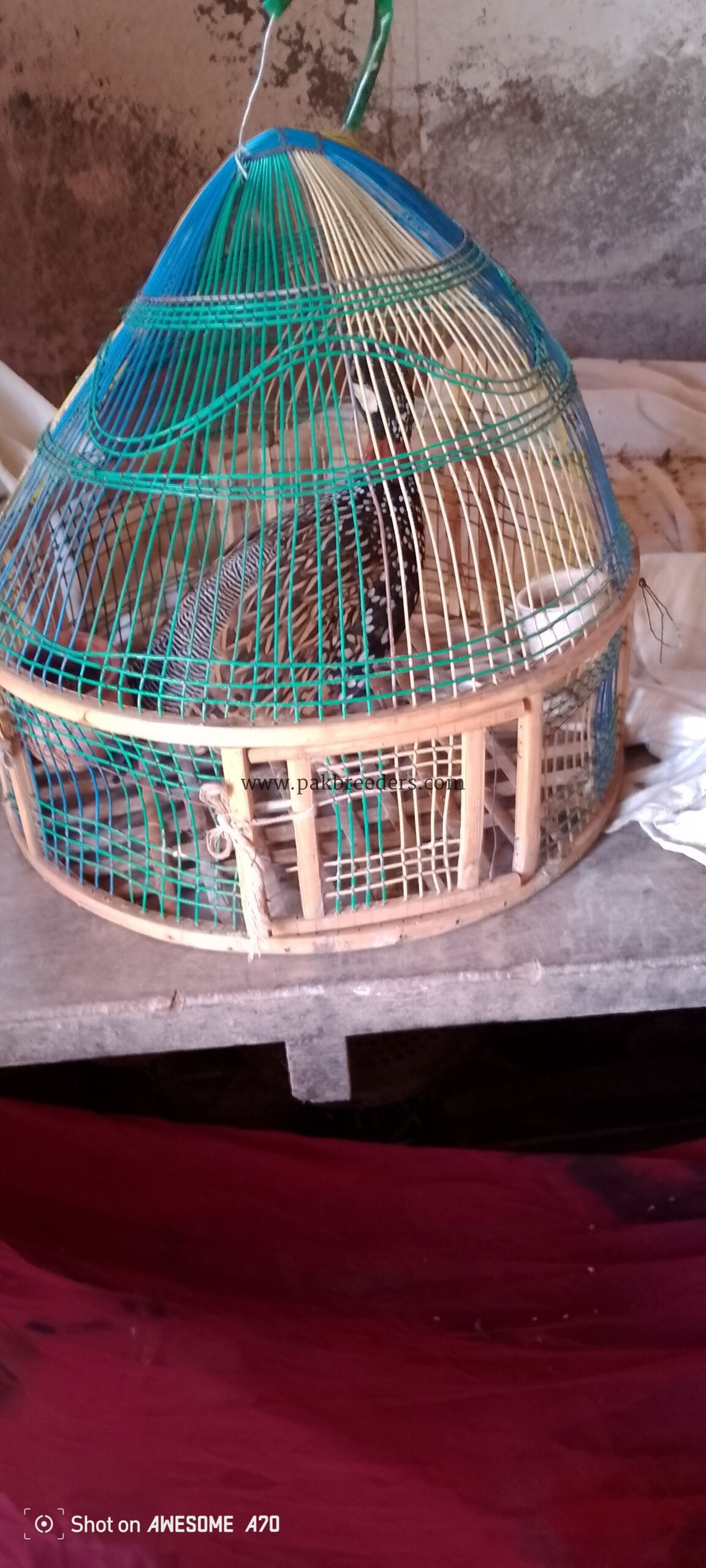 Sindi Black Teter for sale