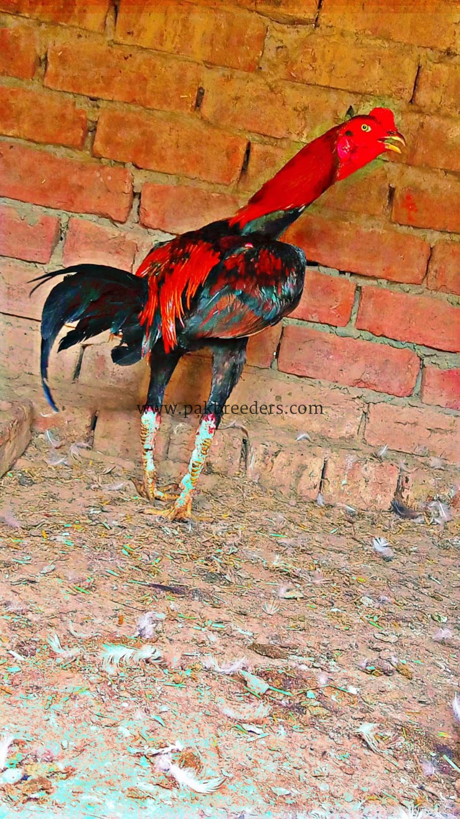 Aseel murgha pakoya cross