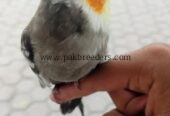 Coctail hand tame 100% active low price