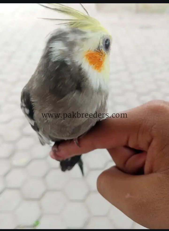 Coctail hand tame 100% active low price