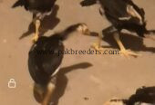 Black shamoo chicks 4 piece
