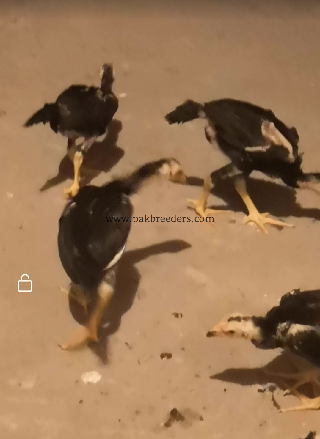Black shamoo chicks 4 piece