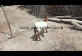 Male Goat/ Breed Cross
