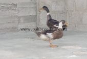 Mascovy white duck Desi pair