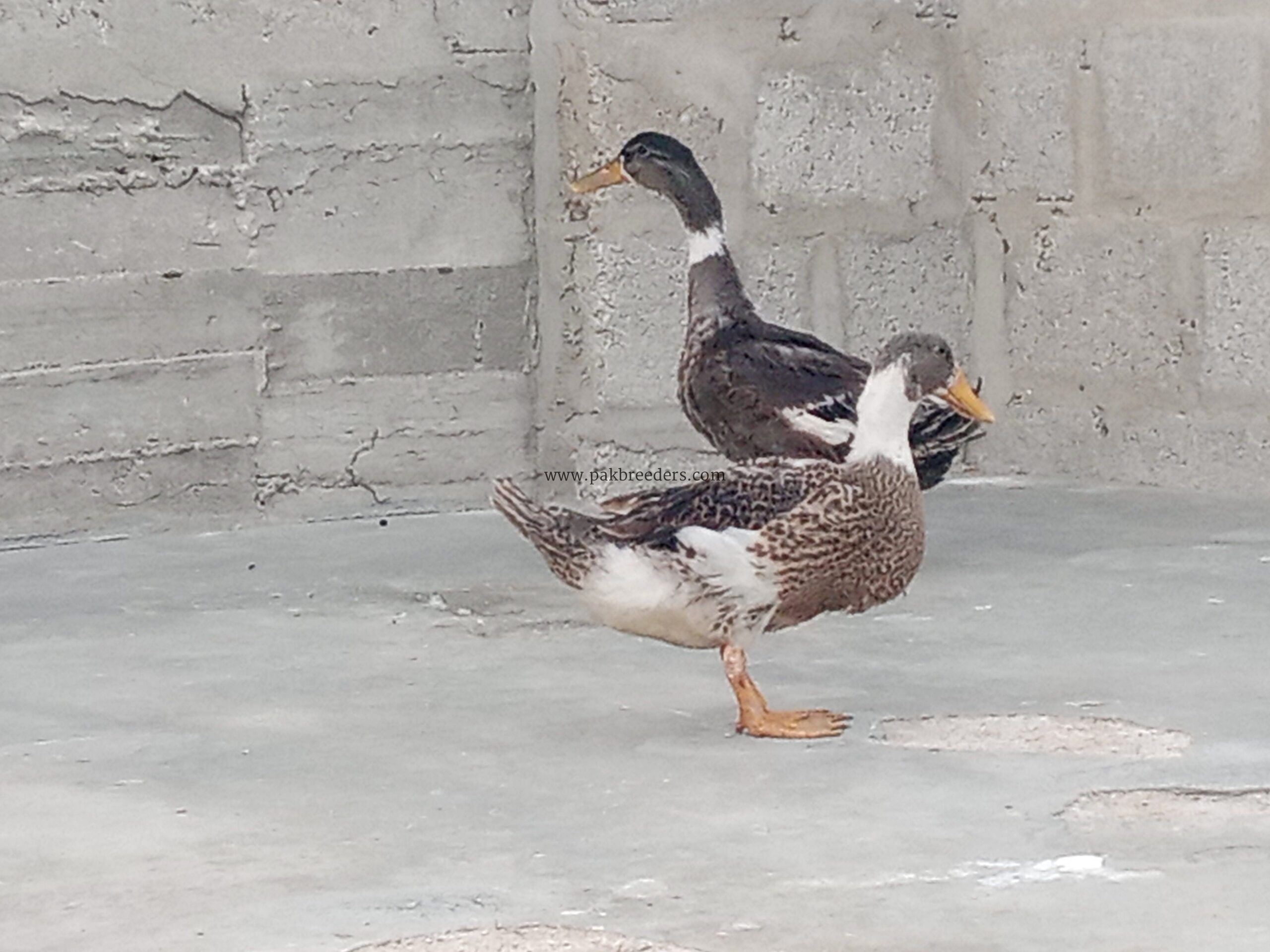 Mascovy white duck Desi pair