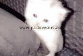 Persian cat tripple coated