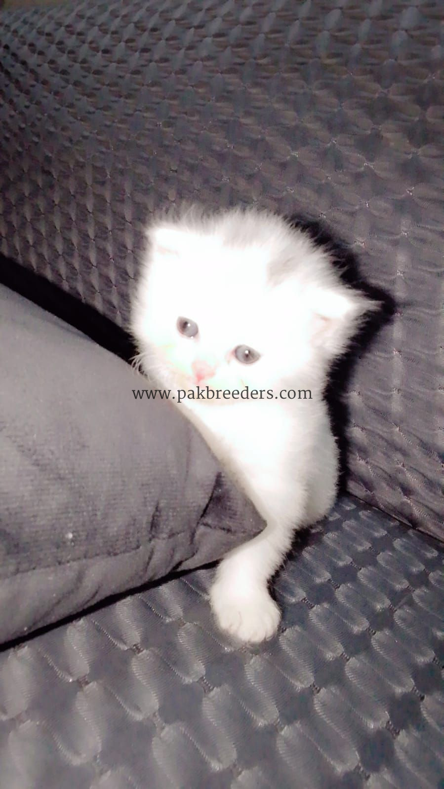 Persian cat tripple coated