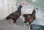 Lasani+sindi cross ۔