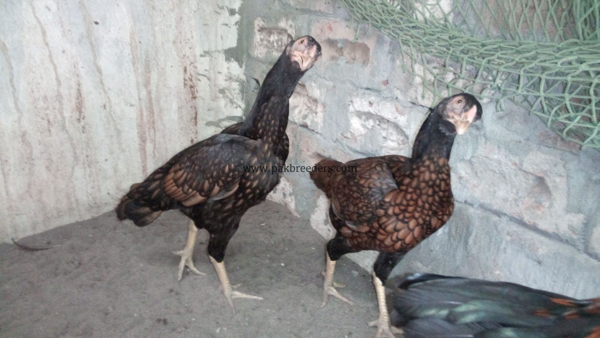 Lasani+sindi cross ۔