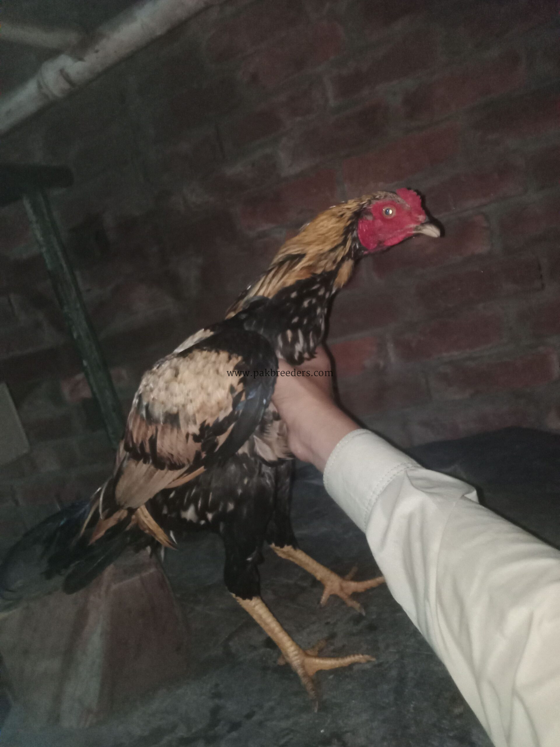 Aseel breed roster .