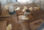 Peacock chicks for sale