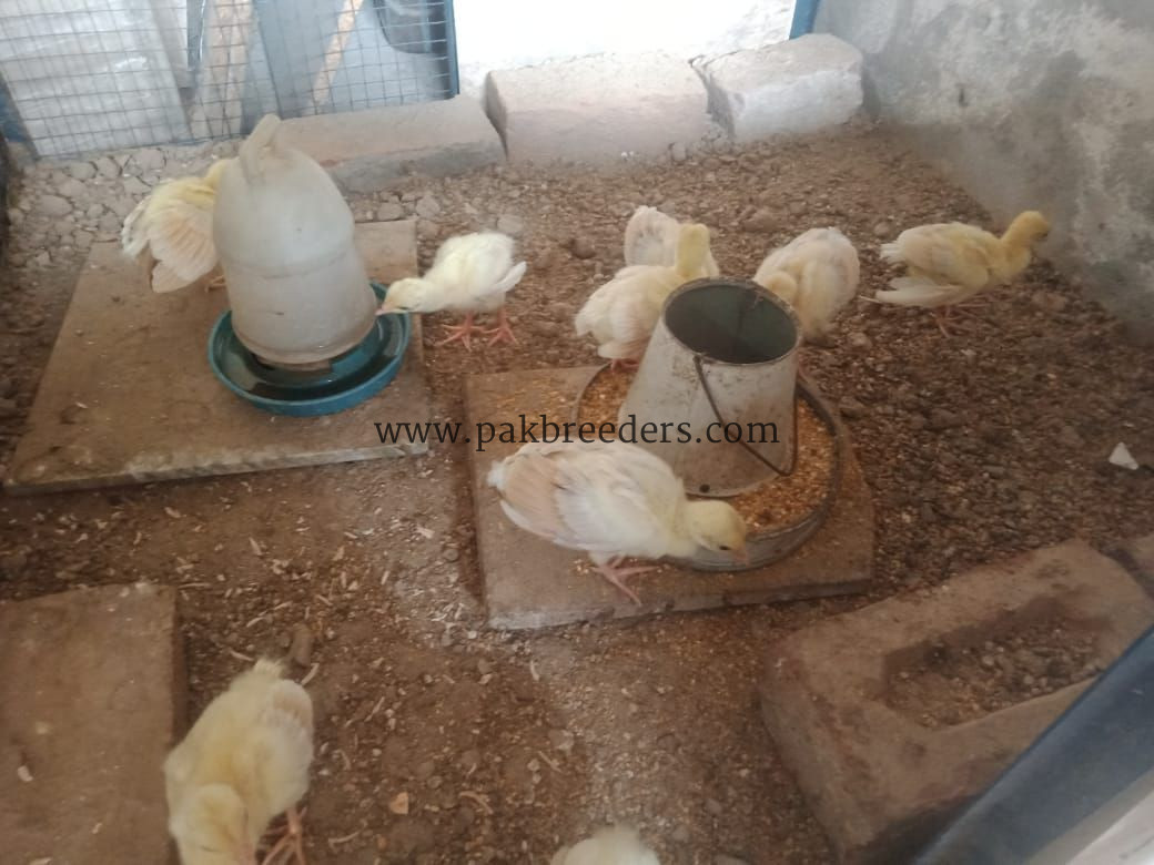 Peacock chicks for sale