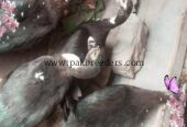 Muscovy ducks urgent sale 6 female 2 make