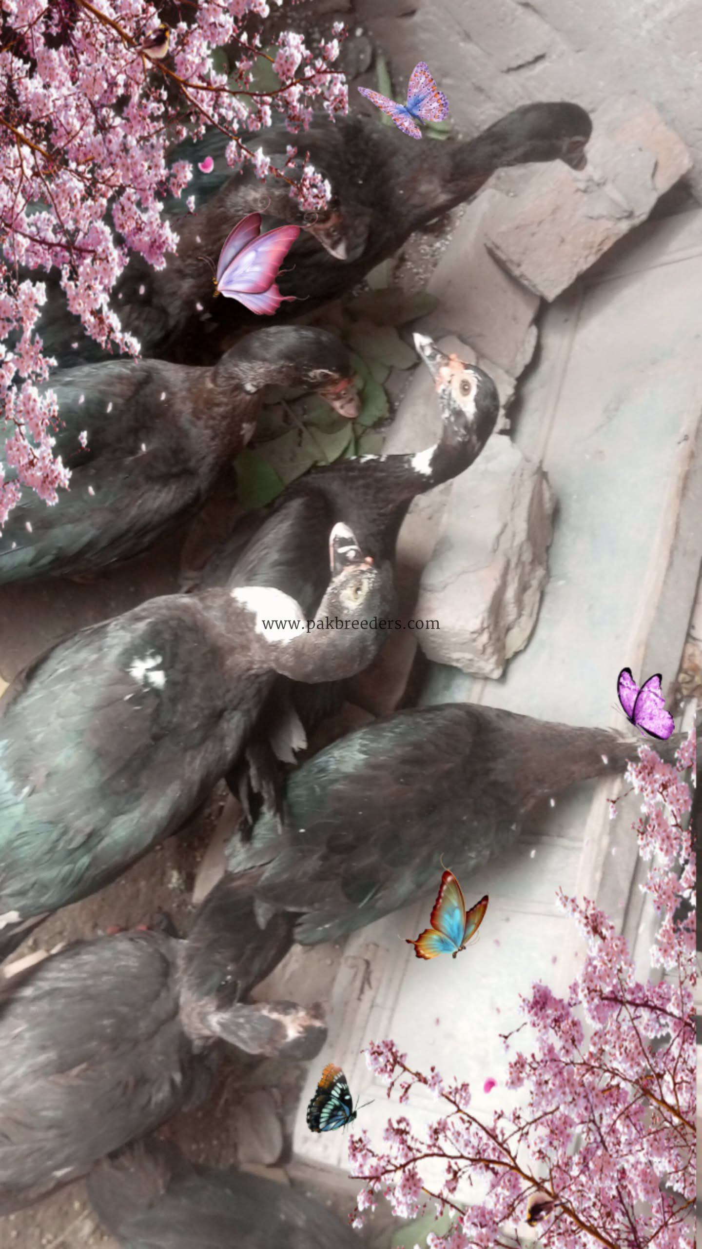 Muscovy ducks urgent sale 6 female 2 make