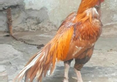 2df804bb-a672-4913-9d86-4f38b4cad7bf