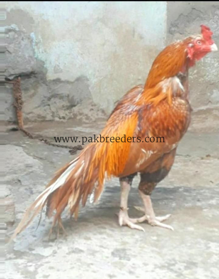 Top quality aseel murga available