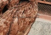 Aseel pathi full breeder female