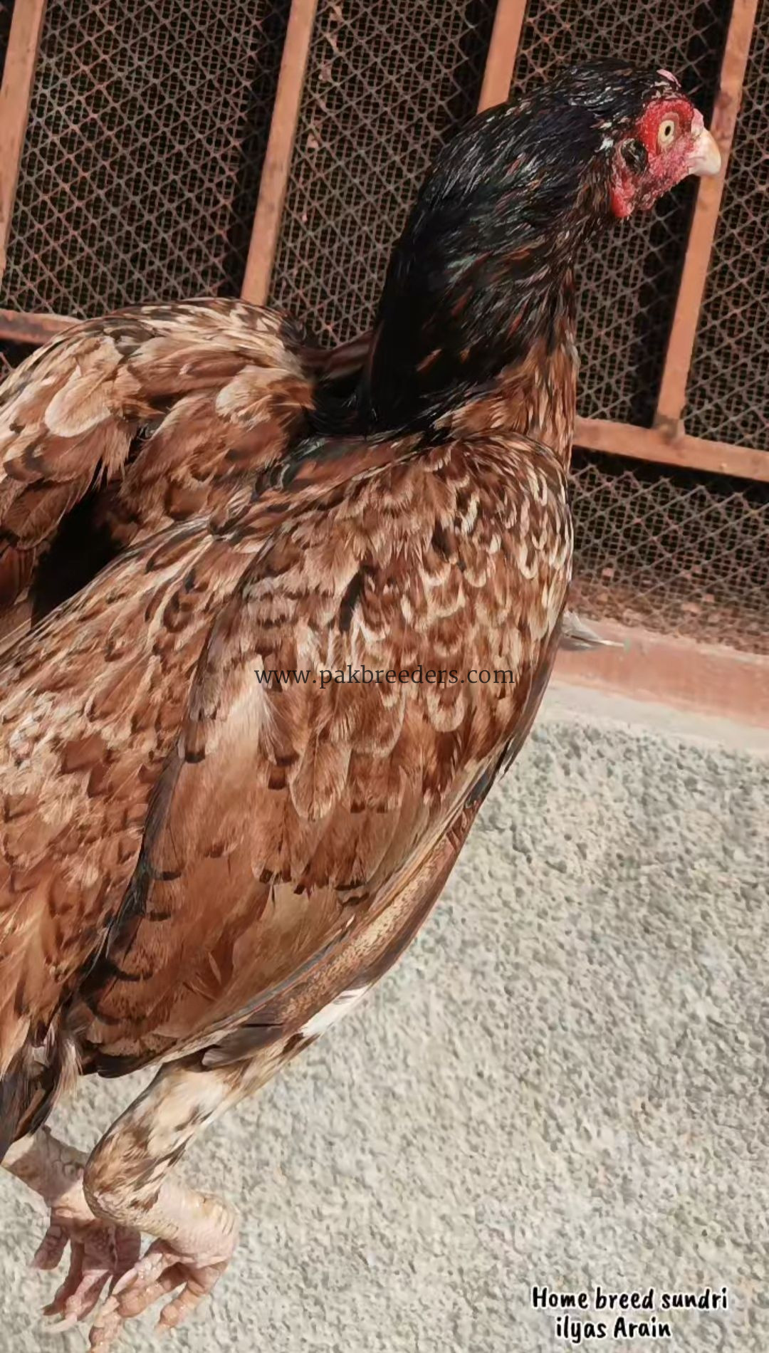 Aseel pathi full breeder female