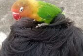 Love Bird 100% Hand Tame