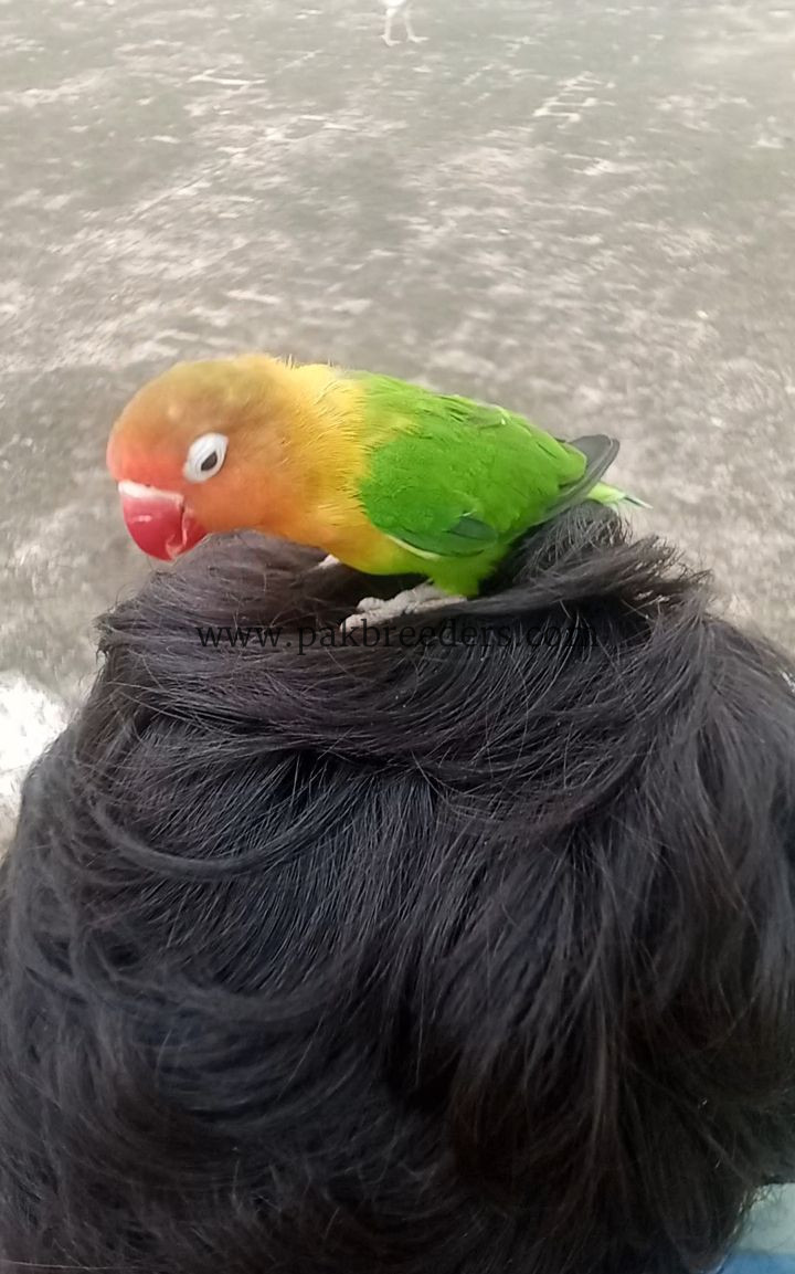 Love Bird 100% Hand Tame