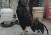 Jawa Aseel Murgha High Quality