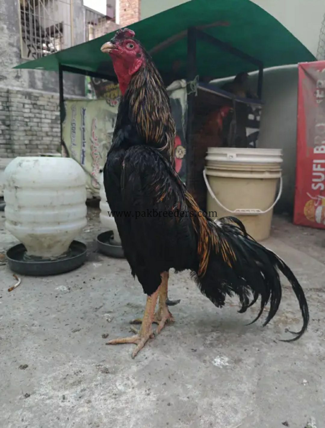 Jawa Aseel Murgha High Quality