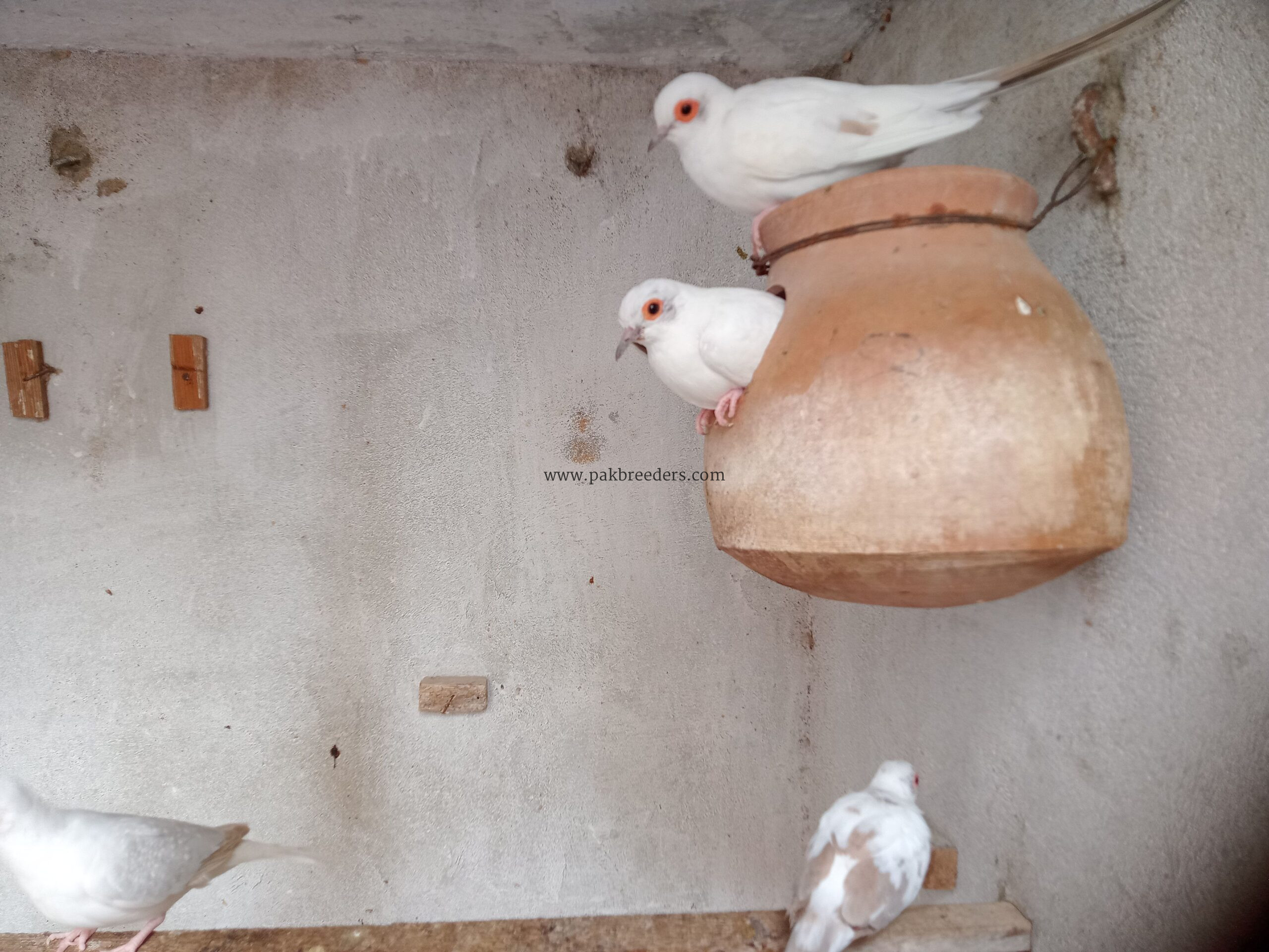 Red Pied Full Wash Bloodline