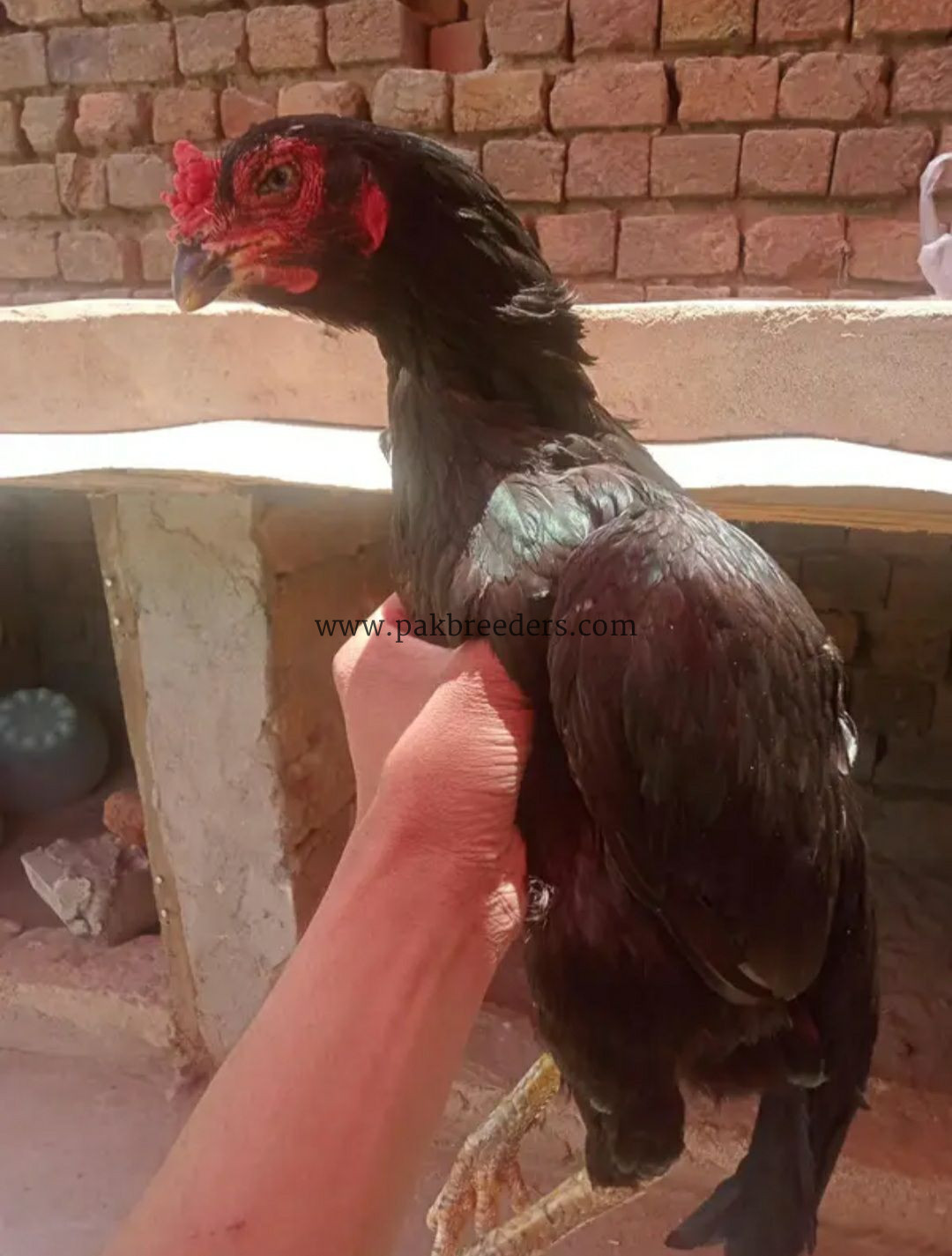 Lasani Mushki Aseel Madi