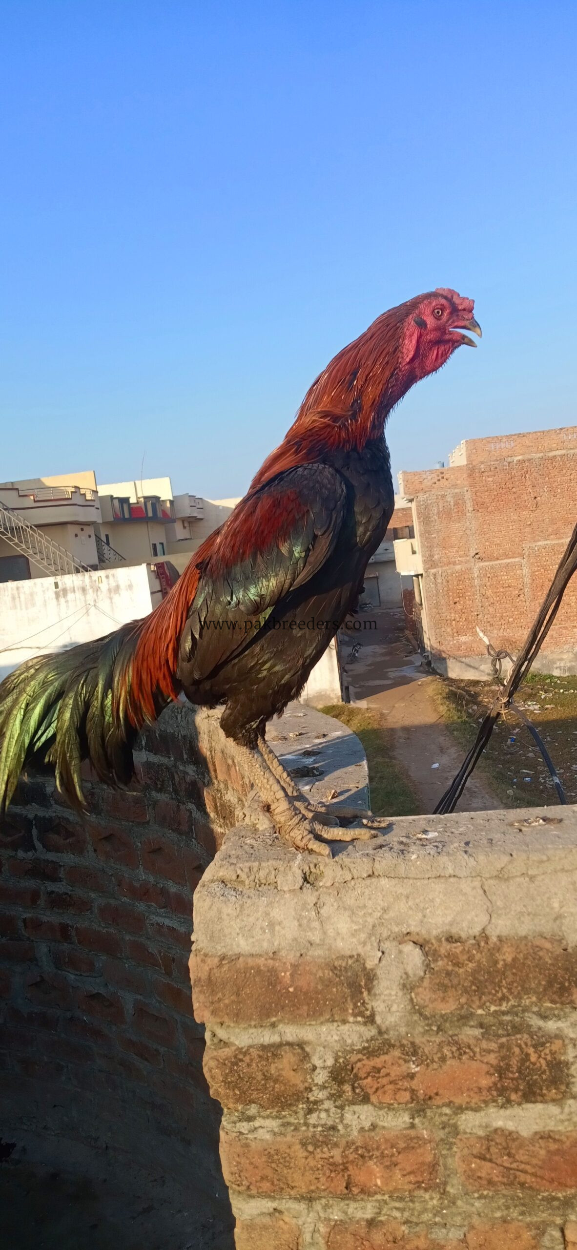 Burmi nasl ka Mel hai breeder hai bahut achcha hai