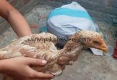 Mainwali aseel bread home bread