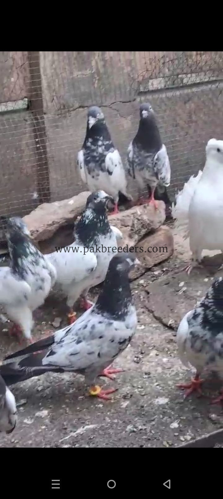 Ferozpuri teddy Ali waly 35 waly