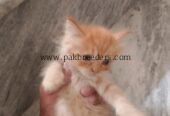 Kitten for sale in sargodha