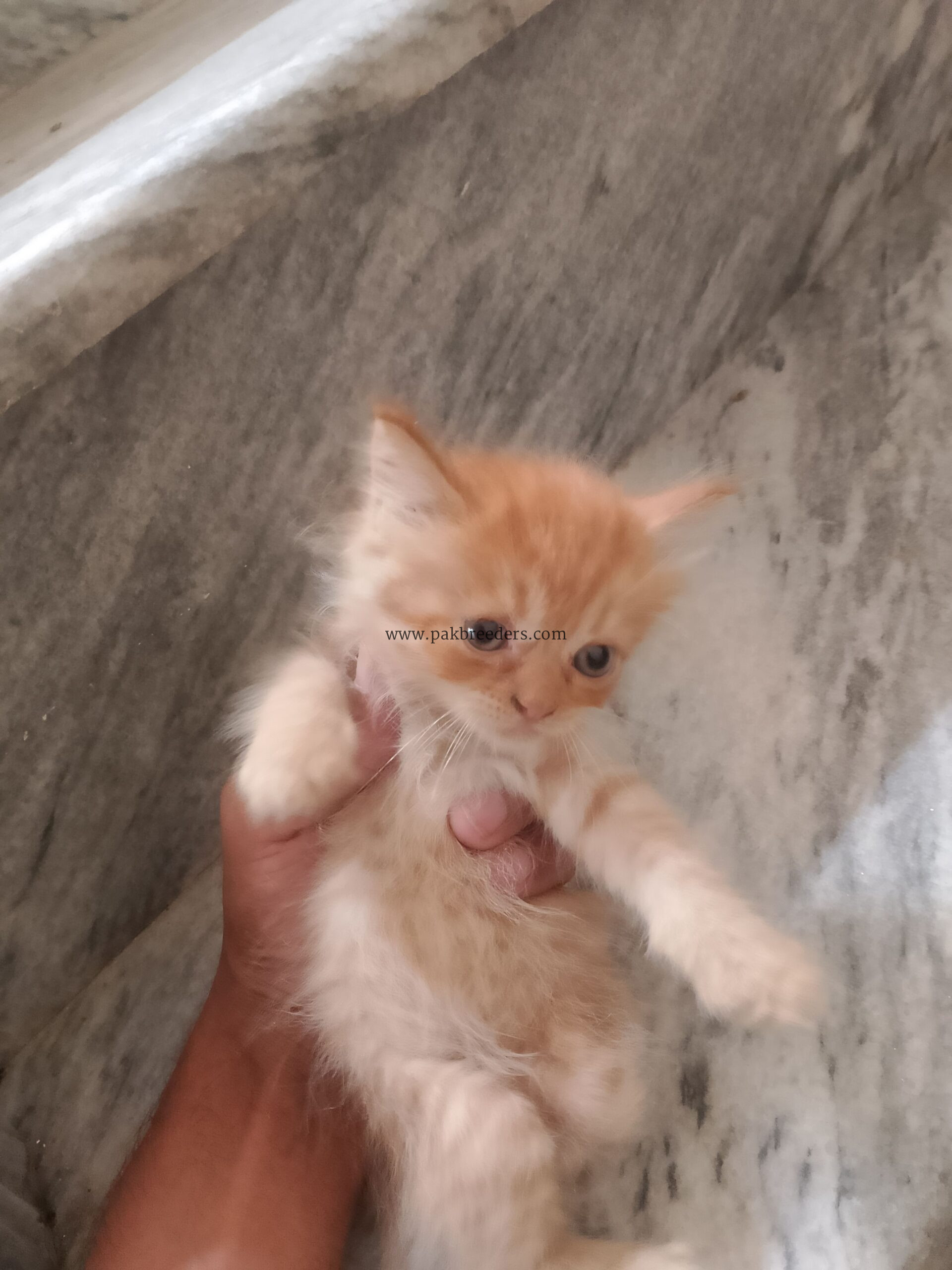 Kitten for sale in sargodha