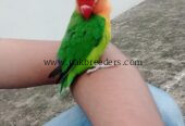 Love Bird 100% Hand Tame