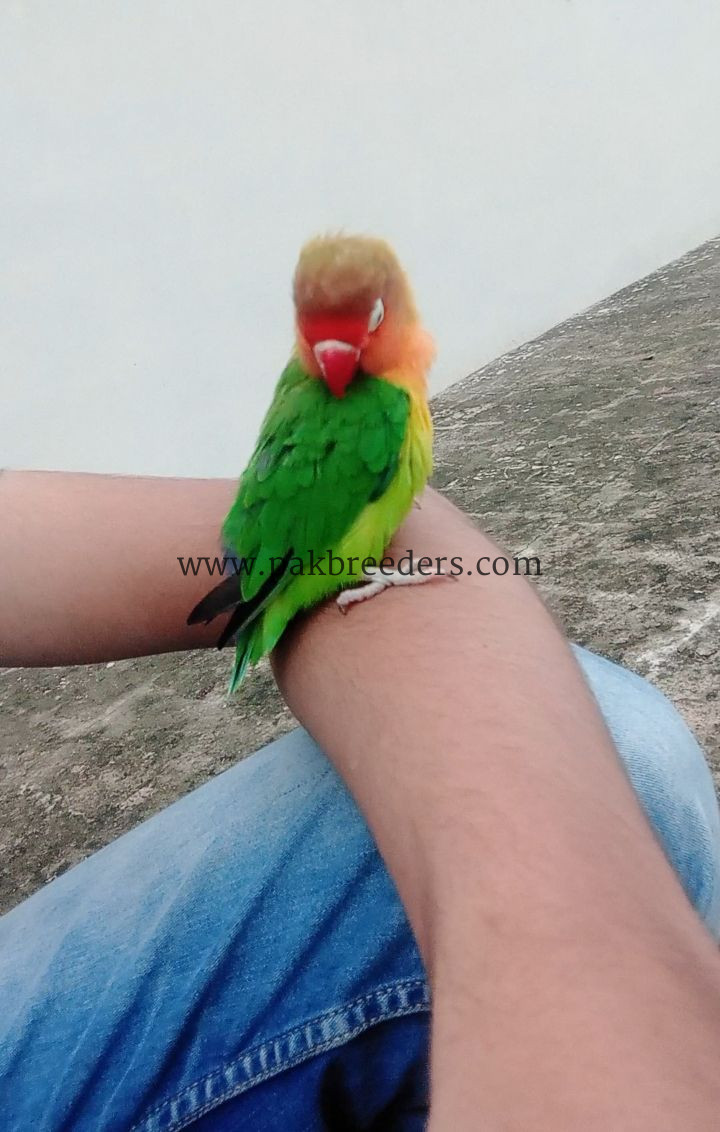 Love Bird 100% Hand Tame