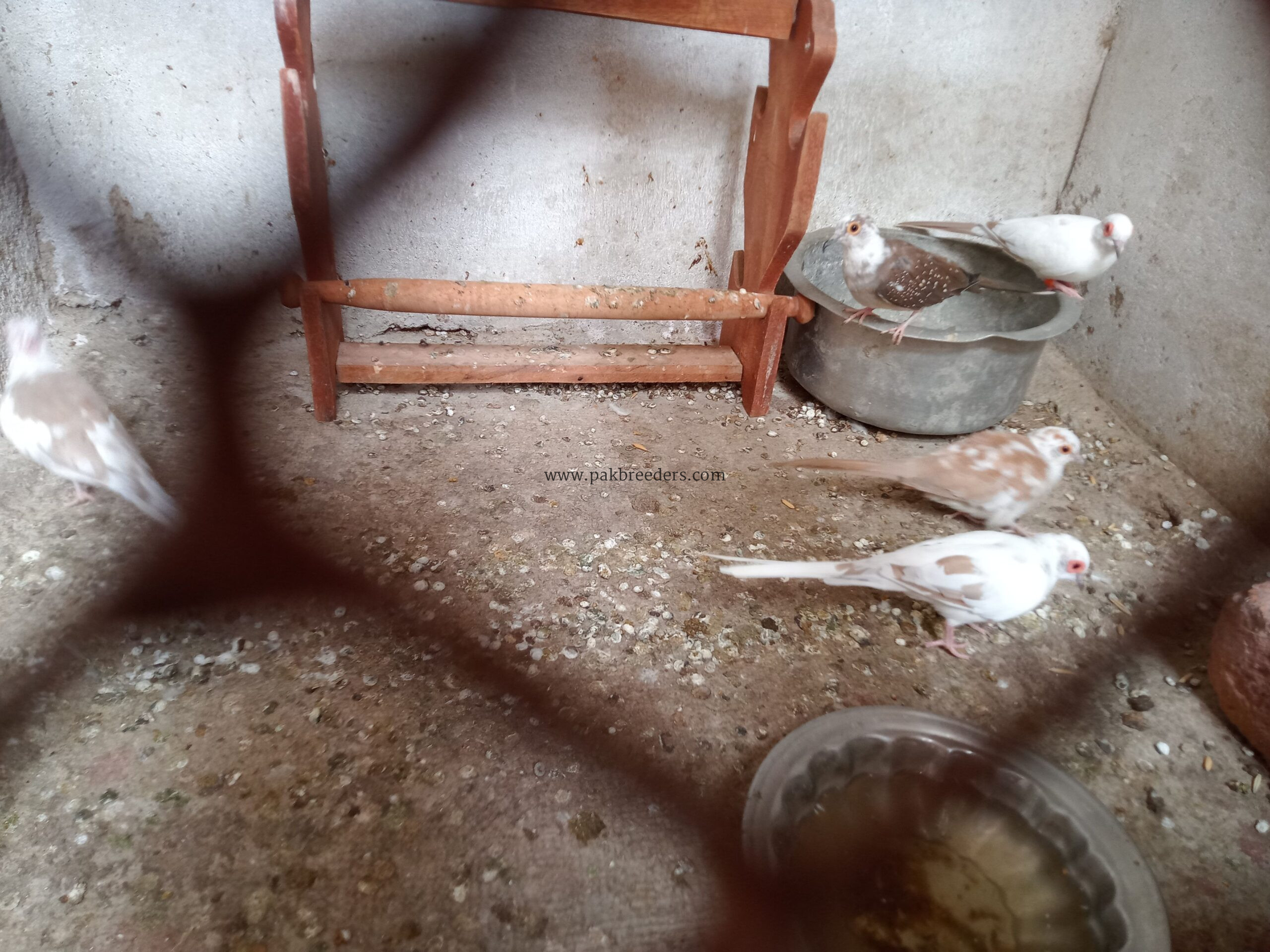 Red Pied Full Wash Bloodline