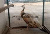 Peacock Female Available for sale