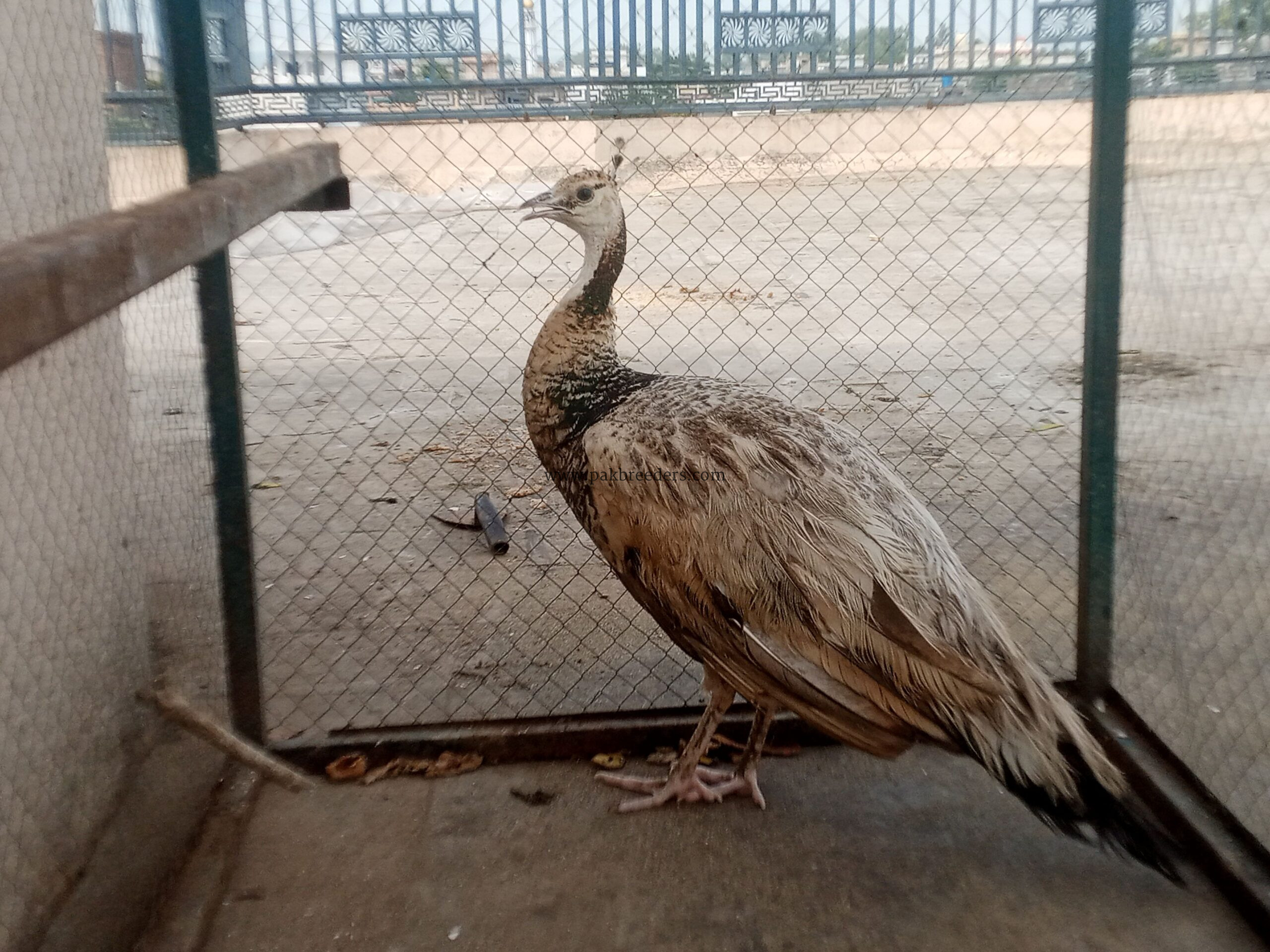 Peacock Female Available for sale