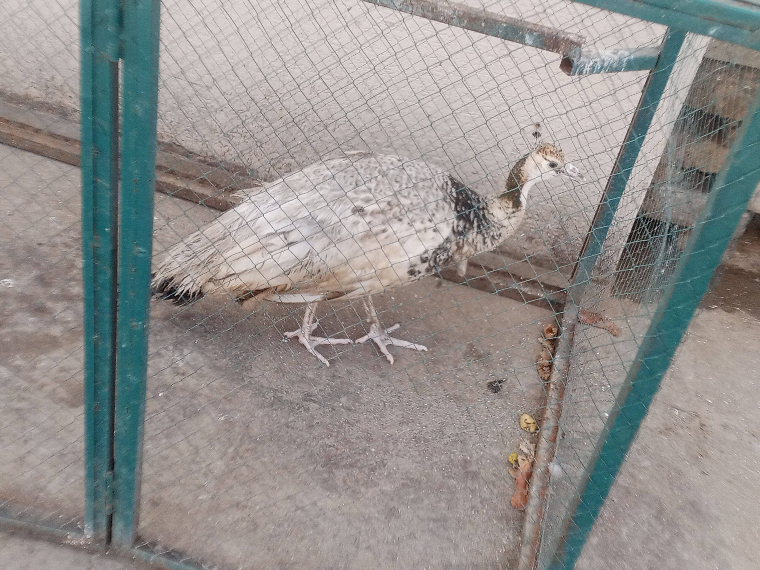 Peacock Female Available for sale