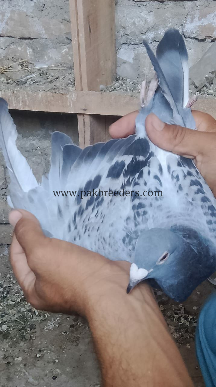 for sele locations pabbi nowshehra
