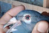 for sele locations pabbi nowshehra