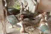 Muscovy ducks urgent sale 6 female 2 make